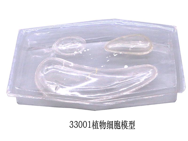 植物細胞模型