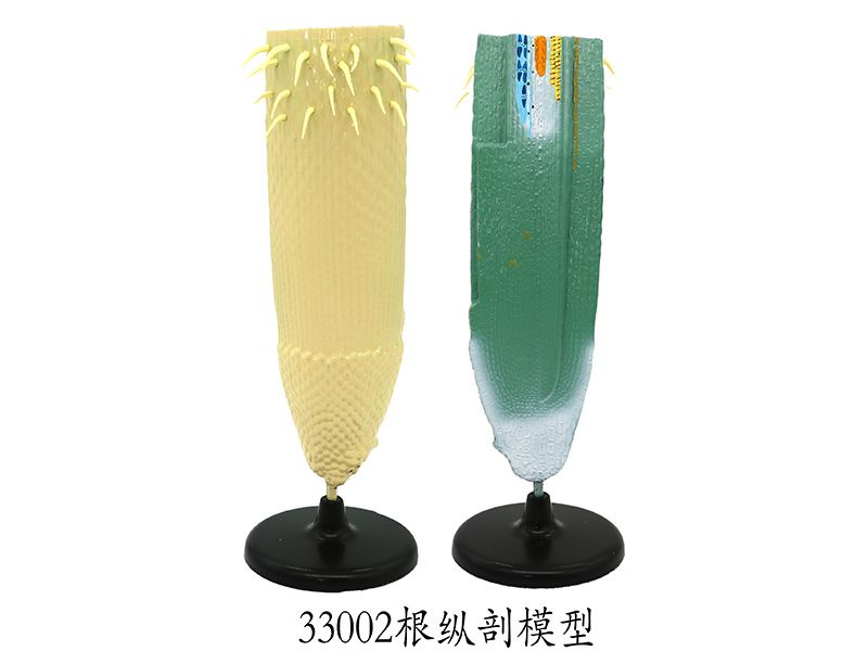 根縱剖模型