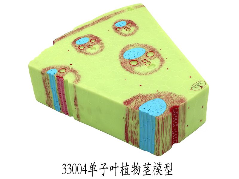 單子葉（yè）植（zhí）物莖模型