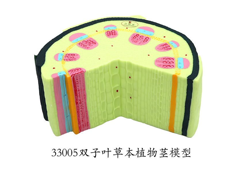 雙子葉草（cǎo）本（běn）植物莖模（mó）型