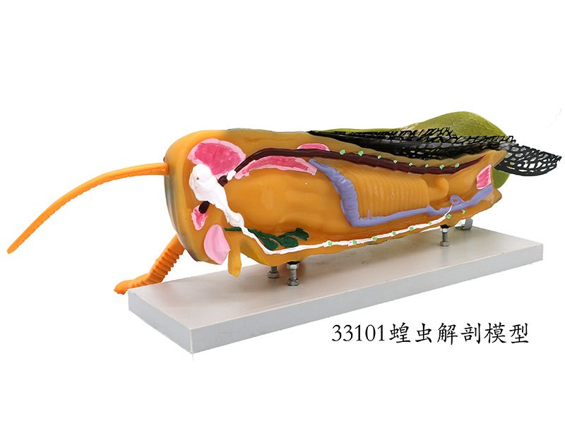 蝗蟲解剖模型