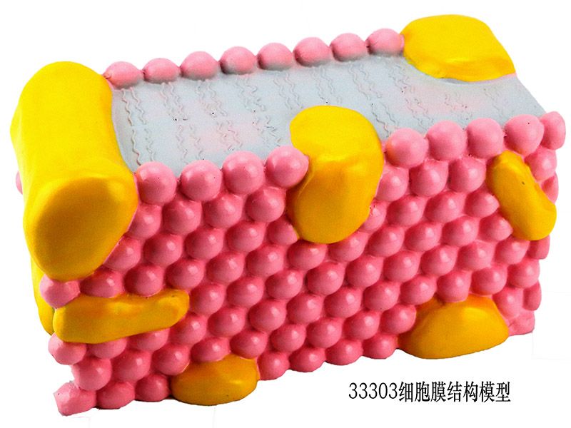 細（xì）胞膜結構模型